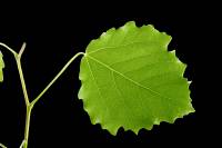 Peuplier tremble - feuille (Populus tremula)